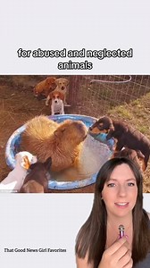 Cheesecake the capybara grew up inside the house at Rocky Ridge Refuge in Arkansas, right alongside the sanctuary dogs. So when orphaned puppies arrived, she stepped in like it was the most natural thing in the world. One litter after another, Cheesecake became a gentle foster mom, cuddling the pups, teaching them how to play, and helping them get ready for their future families. And she didn’t stop there. She made friends with ducklings, tortoises, a miniature horse, deer, emus — pretty much an