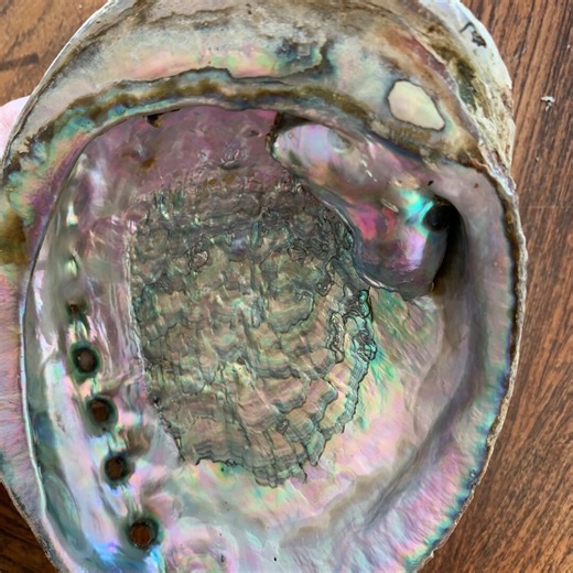 Iridescent Abalone Shell With Blister Pearl, Natural Home Decor - Etsy