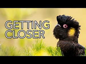 How to Approach Birds for Bird Photography 🦜