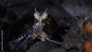 Coconut octopus walking on the seafloor during a night dive