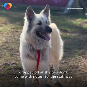 A homeless mother of two left a note with her dog for whoever found her. It said, "Please love me." An animal shelter ended up finding the dog – and organized an emotional reunion with the family ❤️ | The Uplift