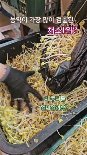#HighestPesticideDetected #Vegetable #Health #Food #Kimchi #Kongnaul
