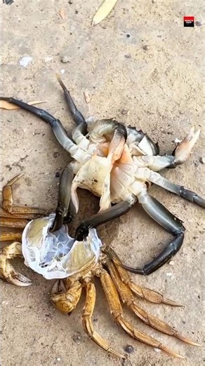 Why Crab Escapes Its Own Shell 🤔 #facts