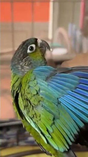 Super Tamed Crimson bellied conure.