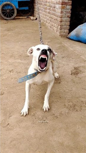 “Disturbing Aggressive Dog Sound 🐶⚠️ | Deep Growling”