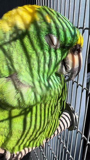 Sleepy Bird #parrots #birds #cuteanimals #cute #pets | Parrot Playhouse