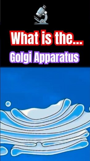 🔬 What is the Golgi Apparatus? What does the Golgi Apparatus do? Golgi Apparatus Explained #thecell