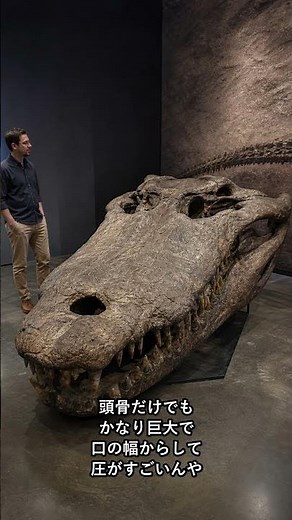 Purussaurus, the Giant Caiman of Ancient South America