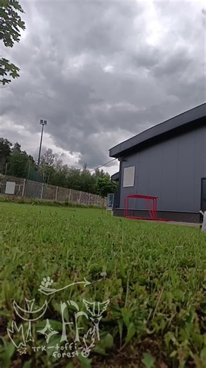 The cub is jumping!wolf!🐺#therian #toffi #therianthropy #quadrobics #fyp