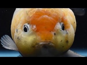 Why Do Goldfish Chase Each Other?