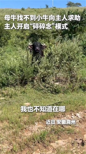 母牛忙着吃草找不到小牛向主人求助，主人开启“碎碎念”模式。 #animals #神奇动物在哪里