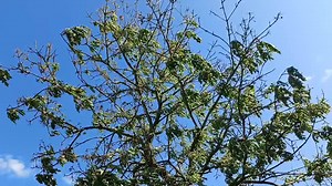 1.1K views · 40 reactions | Hymenoscyphus fraxineus fungus aka Ash...