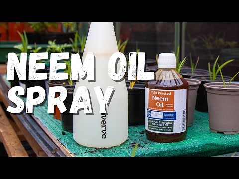 How to make a neem oil spray for pest control in your garden