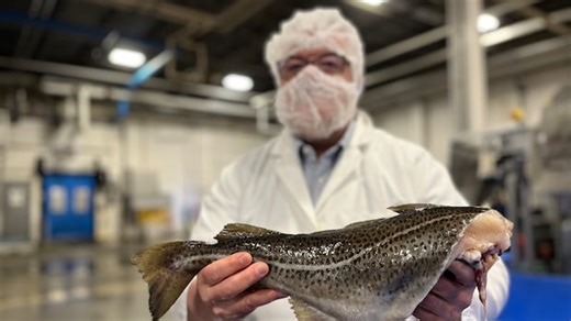 Canadian cod is back on the belt at the Arnold’s Cove fish plant