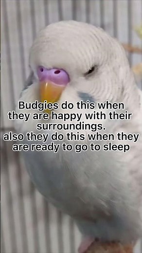 Why is my budgie making tapping sounds with beak? This is called beak grinding