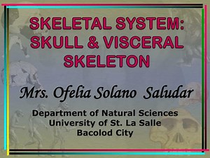 SKELETAL SYSTEM: SKULL &amp; VISCERAL SKELETON - SlideServe