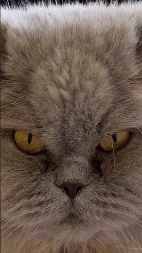 Lilac British Longhair, a day in his life #britishlonghair #cat