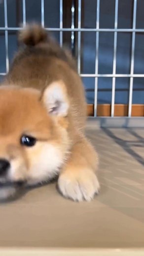 adorable chiot husky. #adorablepuppy #beautifuldogs #chienhusky #chienmignon | Chasse Cam