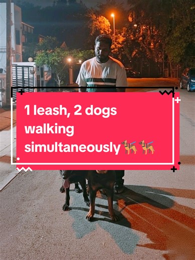 🐾 Walking Training Success 🐾 @shadillan 1 leash, 2 dogs walking simultaneously — calm, controlled, and confident. Yesterday’s Walking Training session with Bambee the handsome Black Shepherd 🖤 and Theo the powerful Rottweiler 💪 proves that with the right guidance, even strong and energetic dogs can walk beautifully together. This training focuses on: • Proper leash manners • No pulling, no lunging • Calm mindset during walks • Walking side-by-side under control • Building trust, discipline &