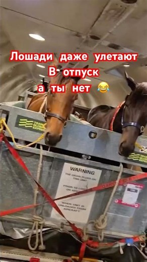 #horse #equestrian m