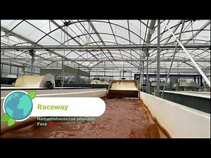 Haematococcus pluvialis