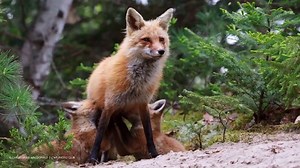 15K views · 1K reactions | Happy Mother's Day! | Canadian Wildlife Federation / Fédération canadienne de la faune | Facebook