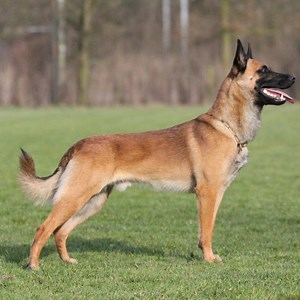 Mechelse herder 2026 - Ras, Karakter, Gewicht, Leeftijd.