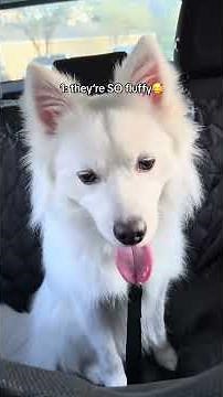 6 AMAZING Facts About American Eskimo Dogs You Never Knew