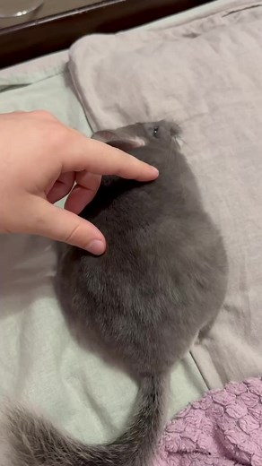 #шиншилла #chinchilla #chins #funnyanimals #funnyvideo #funny #animal #funnychinchilla #chinchillavideo #chinchillas #шиншила #шиншилы #шиншиллы