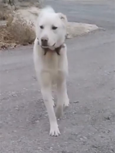 #akbash #akbashdog #akbashdogbreed #akbashdogs #akbashdogtraining #akbashdogfacts #akbashdogvswolf #akbashdogshedding #akbashdogbreedinfo #dog #dogsoftiktok #dogs #doglover #dogsofttiktok #doggo #doggie #doggy #dogbreed #dogbreeds #dogbreeder #dogbreedsoftiktok #doginformation #englishmastiffsoftiktok