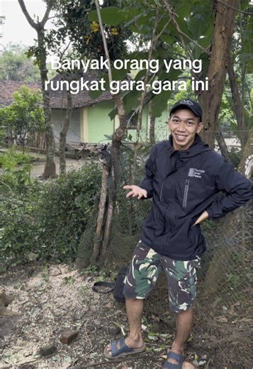 Pohon dan Kayu Sonokeling: Informasi dan Harga