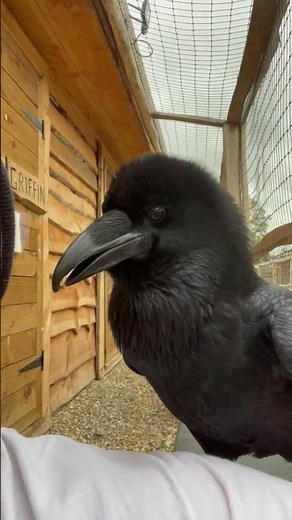 Raven Talking Back to a Guy