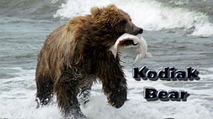 Kodiak Bear