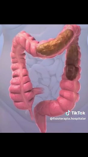 O Sistema Digestivo: Função e Estrutura