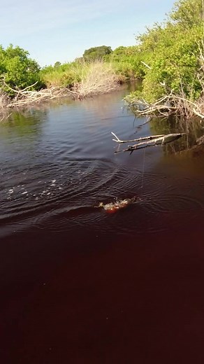 Reel a gulp shrimp across the surface really quick to get bites from snook! #fishing #snook #fishing #gulp #juatinmenendez