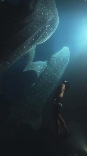 Diver has incredible close ￼ encounter with whale sharks in Maldives ￼