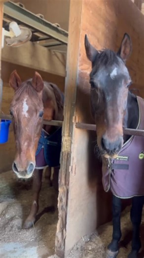 親子＆家族で楽しむフェスタ｜familyfunfesta on Instagram: "【パピコ奮闘記】 マルシェの会場となる @gardencamp_cafe に住んでいる ヤギ🐐のパピコは ご来場の皆さんに 絶対に楽しんでもらいたい！！と😆 12.13(土)のファミファンで どうにか乗馬体験をしてくれませんか？と 勇気を振り絞って 馬小屋まで交渉に行ってくれたそうです🤣 がんばれ！パピコ！！ お馬さんに囲まれて 一生懸命、交渉してくれてる♪ さてさて 結果はどうだったのかな（笑） 愛くるしいパピコにも 皆さん、会いにきてくださいね✨ #岡崎イベント #岡崎マルシェ #親子で楽しむ #愛知イベント #岡崎市 #東海わんこスポット #子連れお出かけ #イベント情報 #ワークショップ #イベント出店 #岡崎イベント情報 #家族の時間 #子育てママ #ファミファンフェス #乗馬体験"