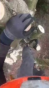 Abbattimento Acer Negundo a Ferrara