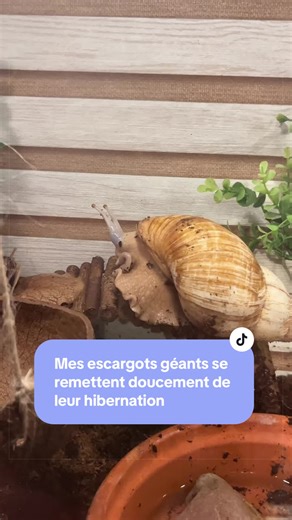 Mes escargots géants se remettent de l'hibernation