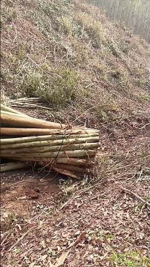 Sustainable Timber: Harvesting Logs on a Steep Forest Plantation