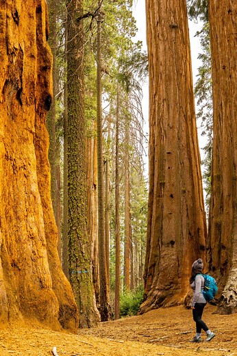 Hiking to Tunnel Log and Moro Rock (Sequoia National Park, California) - Trip Report — Out Hiking