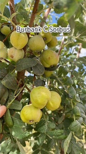 Hybrid Sorbus Burbank C on October 13, 2025
