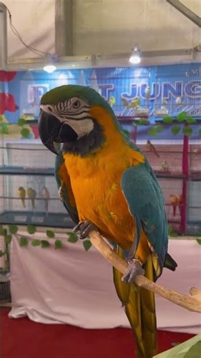 Macaw Dancing in Parni Shomprod 2025 | Funny Parrot Dance | Farmey Agro