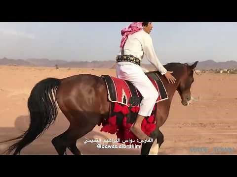 Saudi Equestrian Tradition - SAUDI ARABIAN KNIGHTS