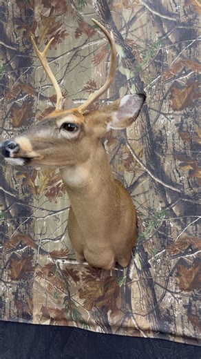 Beautiful little Buck | Outdoor Hobbies
