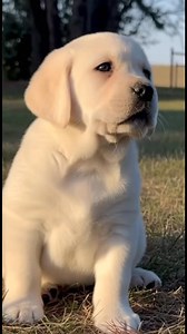Cute Puppy Gets Scared for a Moment This adorable little puppy was jumping and barking happily… ✨ #CutePuppy #ScaryMoment #CaughtOnCamera #pappy #labrador #NaturalSound #PuppyReel #ViralReel #PetMoments #HomeFootage #labradorpuppy #NotAIGenerated #PuppyLife #LovelyVideo | Puppy Life | Facebook