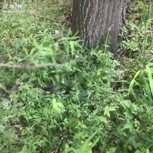 Hunter Parrish on TikTok