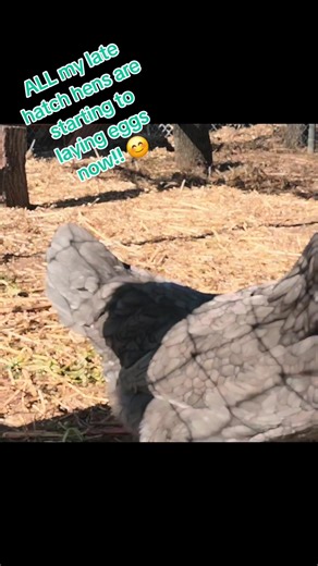 Eggs got me dancing on the way back from coop! #chickens #eggs #hensoftiktok