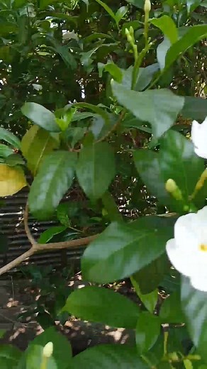 Lwgwpwr time gwitara Mai hadwg da mwnayao lc horjwbgwn boinwbw de lwgwpwr 🌺✅ #fbviralpost2025シ #nonfollowersviewers #goodafternoon | Ansuma Basumatary