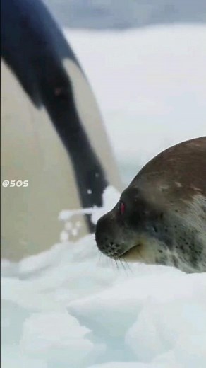 Orcas' Incredible Seal Hunting 😱 #orca